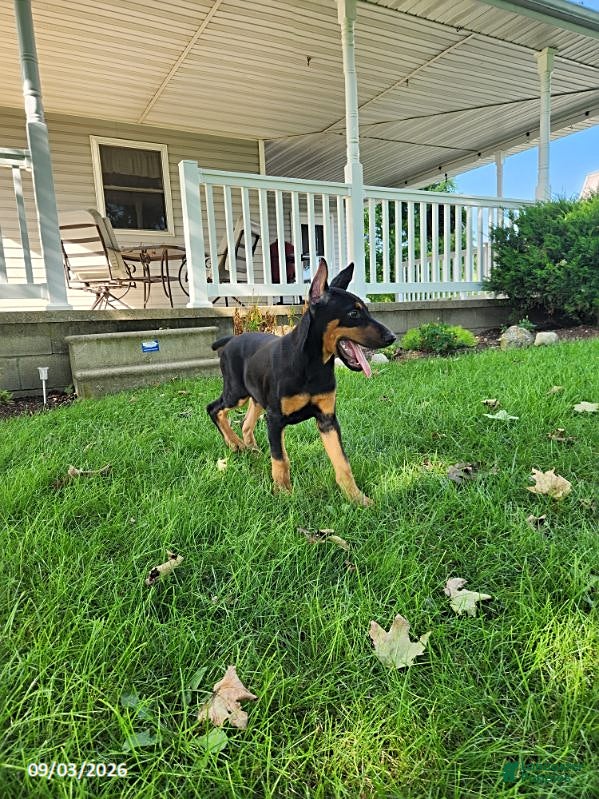 Doberman Pinscher dogs Kingston - Ad 2