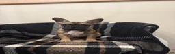 French Bulldog dogs for sale: Bethany  - Ad 1