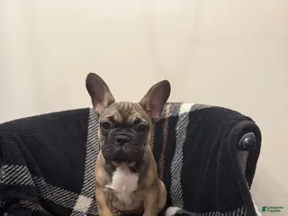 French Bulldog dogs Bethany - Ad 38