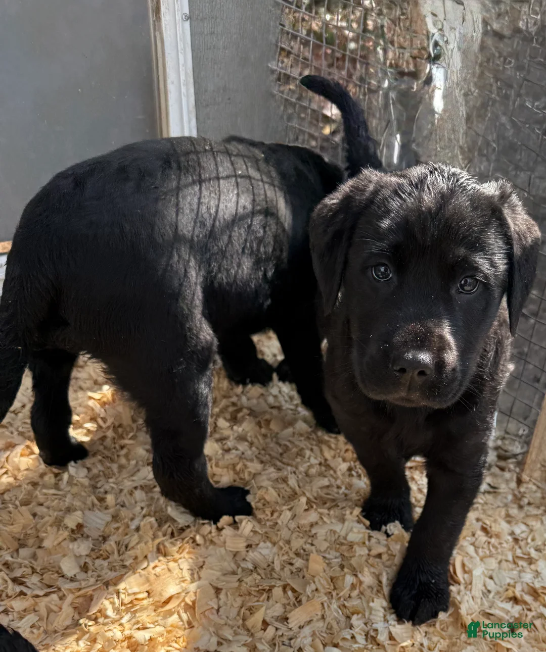 Labrador Retriever dogs for sale: Labrador Retriever Puppy 2 - Ad 1