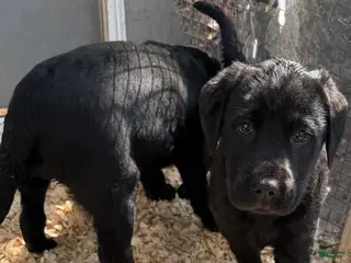 Labrador Retriever dogs Labrador Retriever Puppy 2 - Ad 36