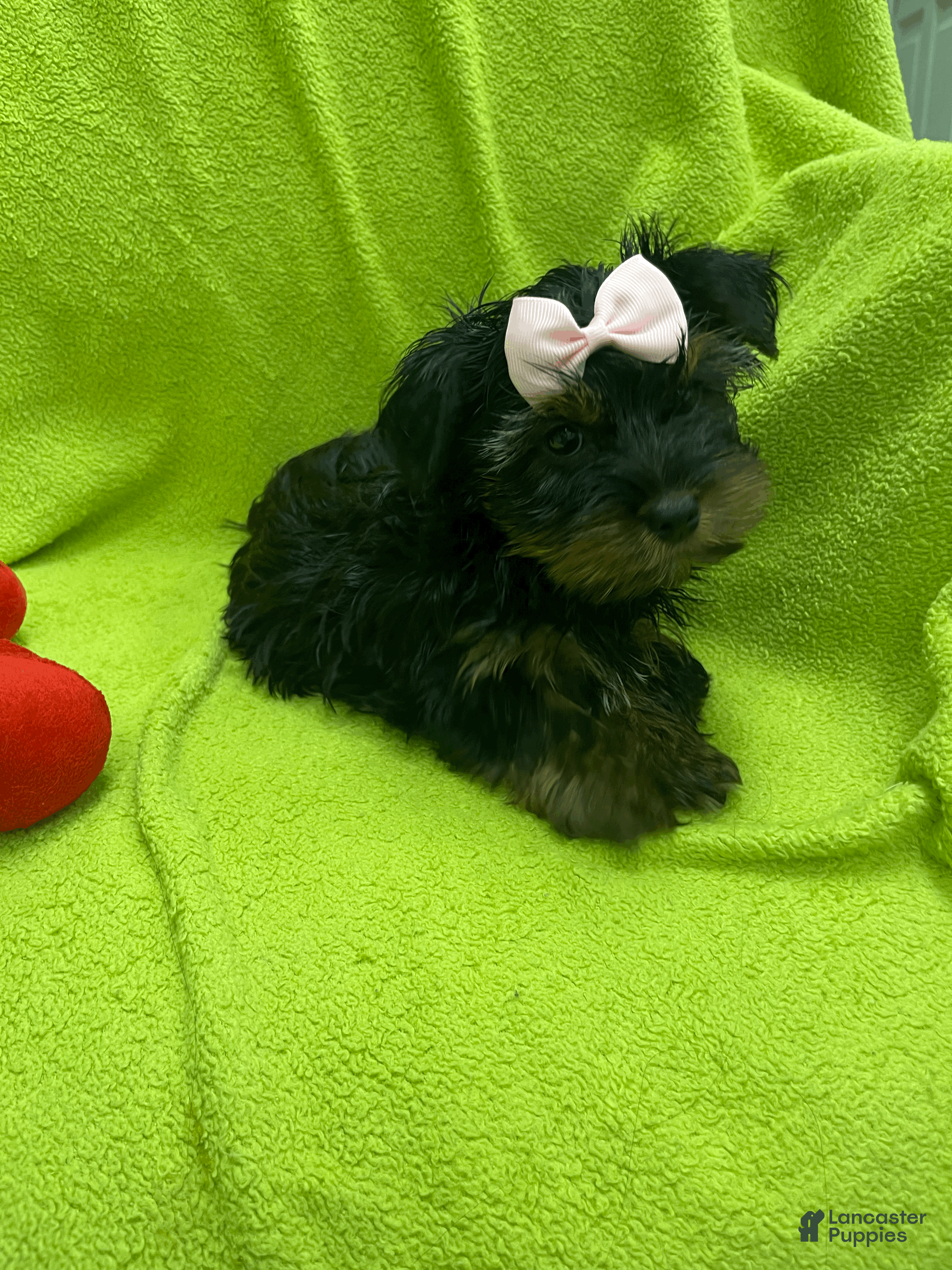 Yorkshire Terrier dogs Coco - Ad 13