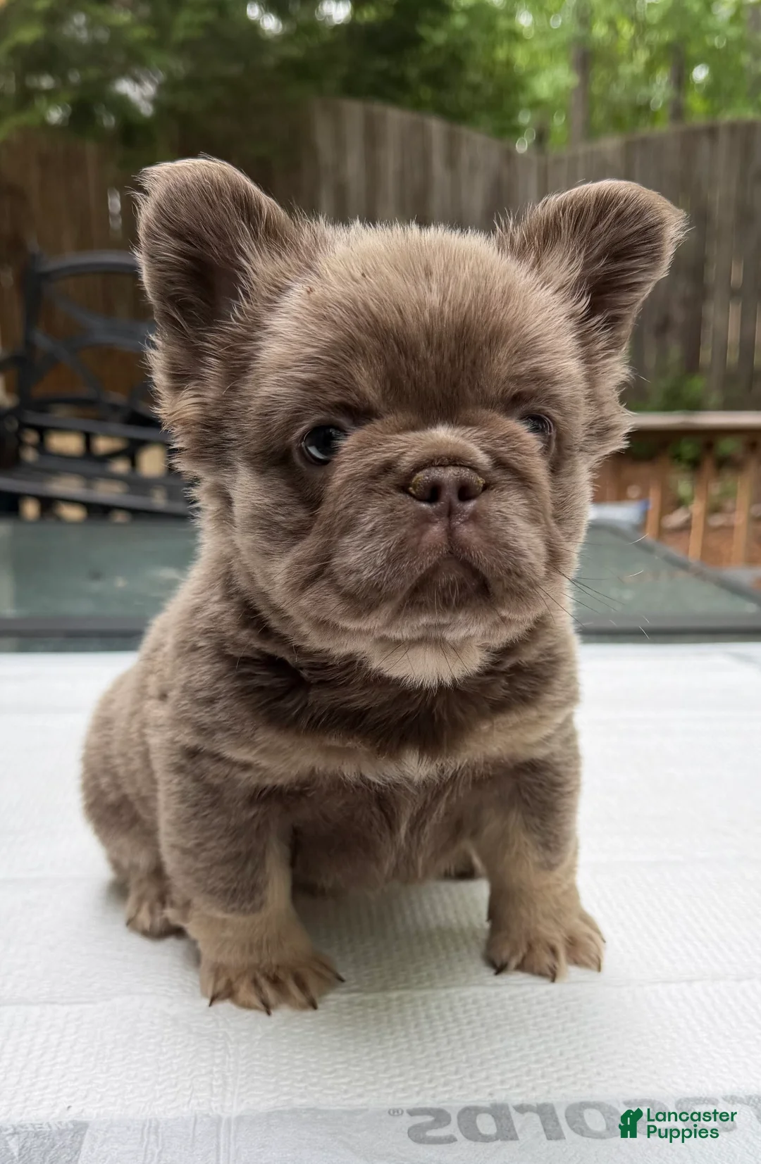 French Bulldog dogs for sale: French Bulldog Puppy 1 - Ad 1