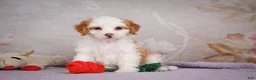 Mini Bernedoodle dogs for sale: Betty - Ad 3