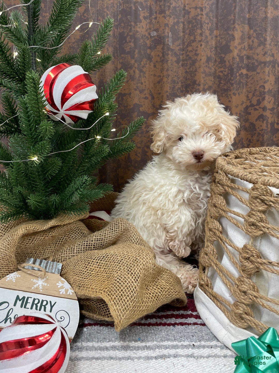 Miniature Poodle dogs for sale: Sheldon - Ad 3
