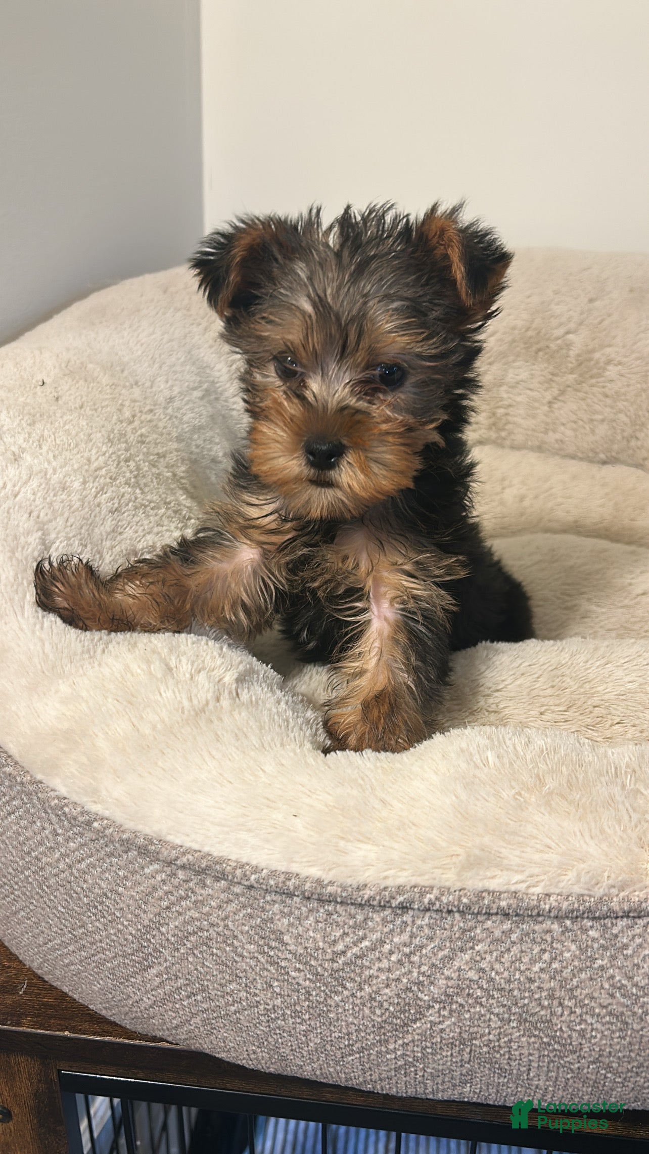 Yorkshire Terrier dogs Aspen - Ad 19