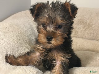 Yorkshire Terrier dogs Aspen - Ad 35