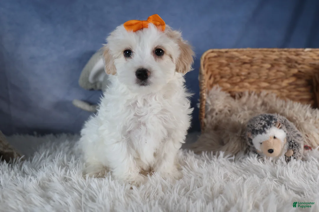 Havapoo dogs for sale: FROSTY - Ad 6