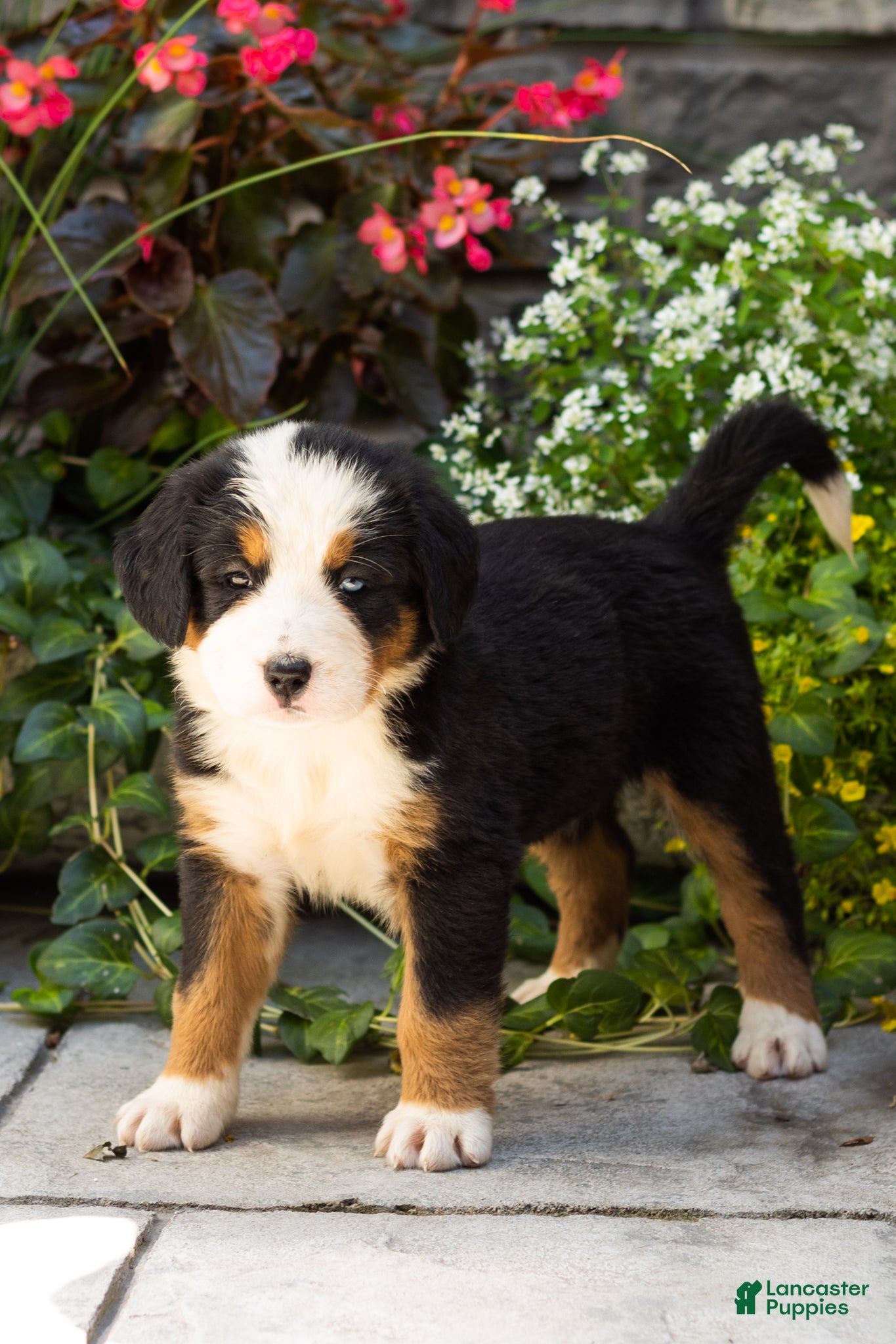 Bernese Mountain Dog dogs Macy  - Ad 8