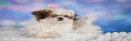 Malshi dogs for sale: Theo - Ad 3