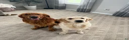 Golden Retriever dogs for sale: Dark Pink - Ad 2