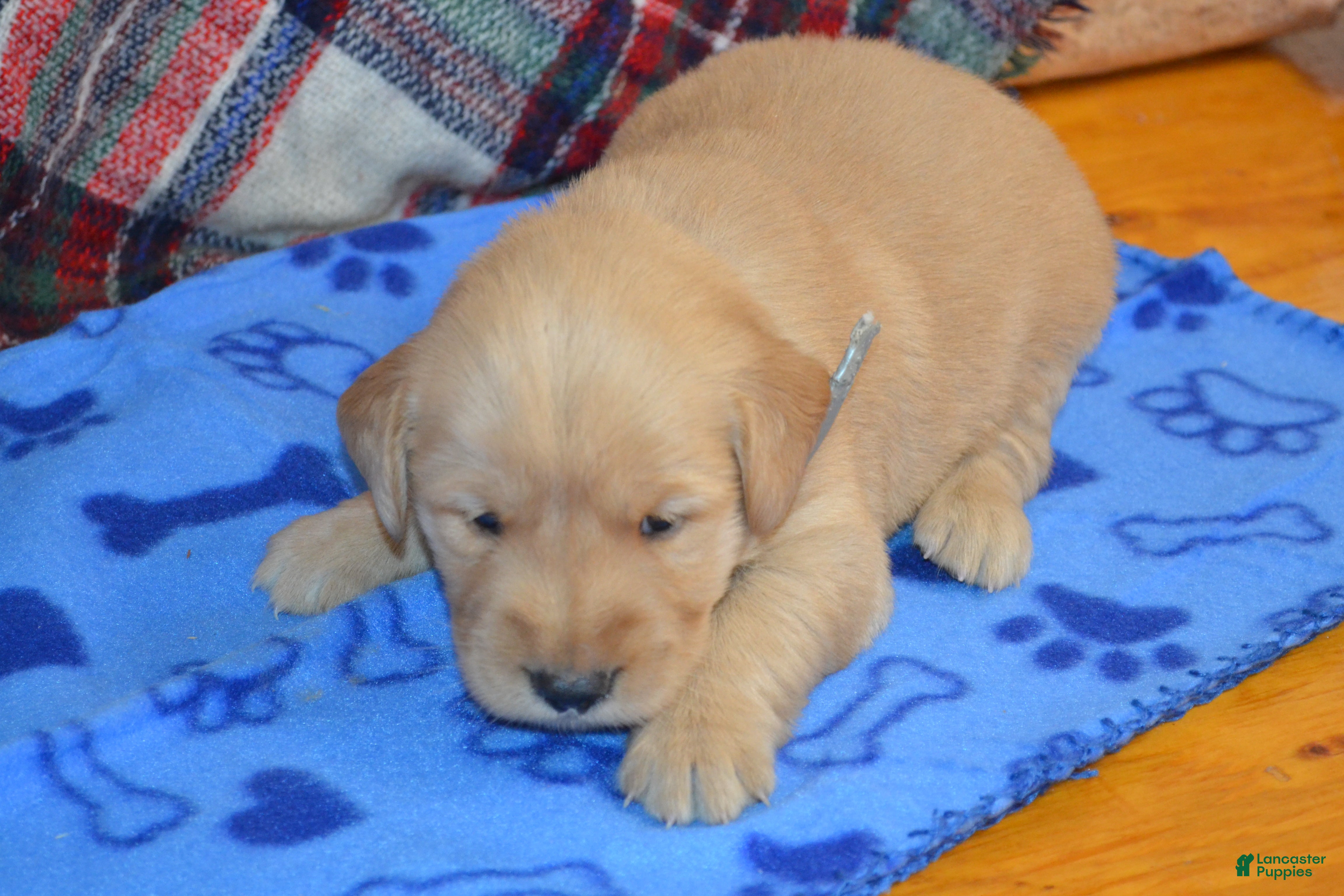 Golden Retriever dogs Milo - Ad 2