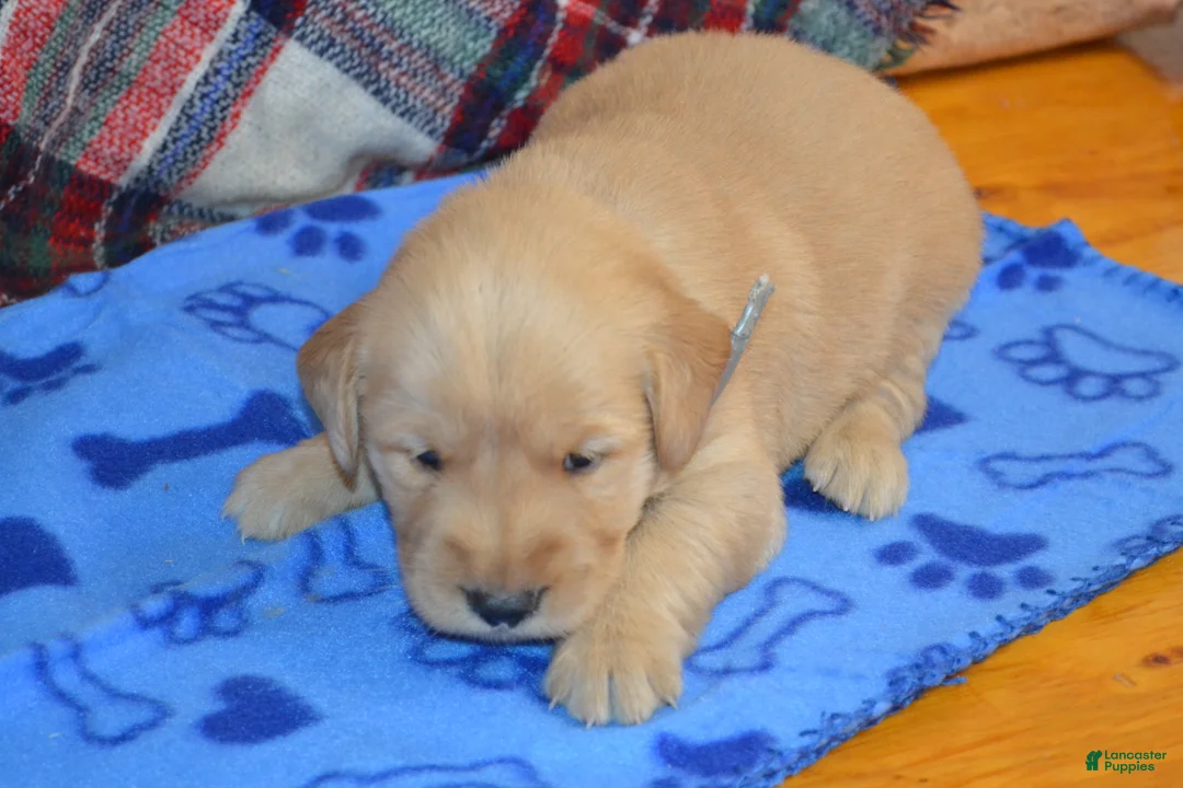 Golden Retriever dogs for sale: Milo - Ad 2