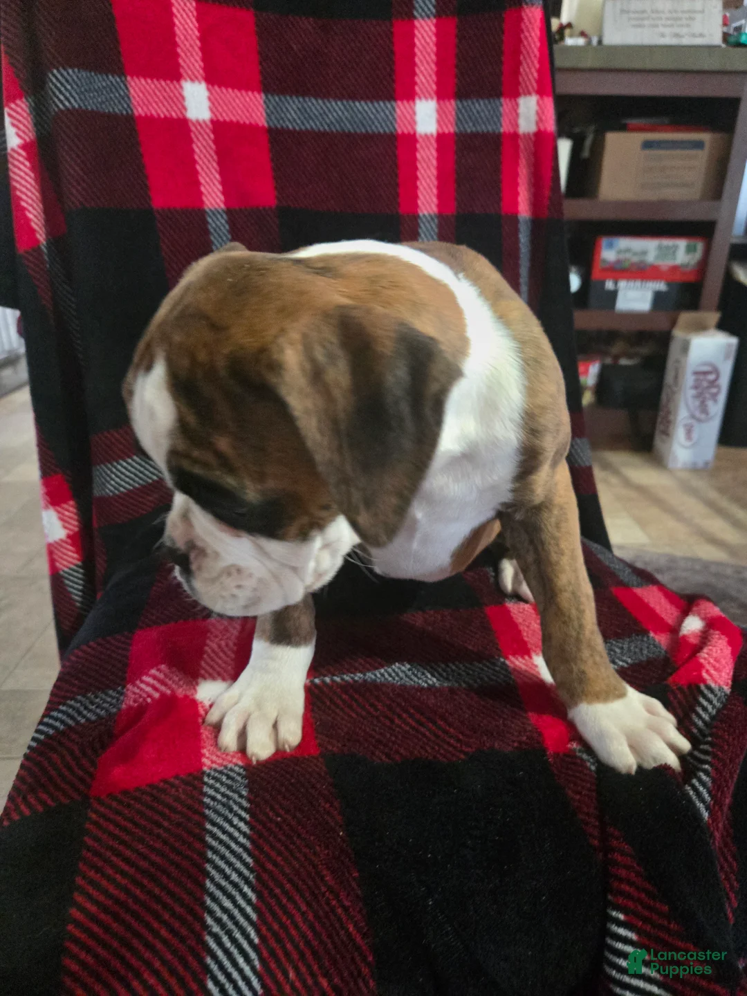 Boxer dogs for sale: Diamond  - Ad 4