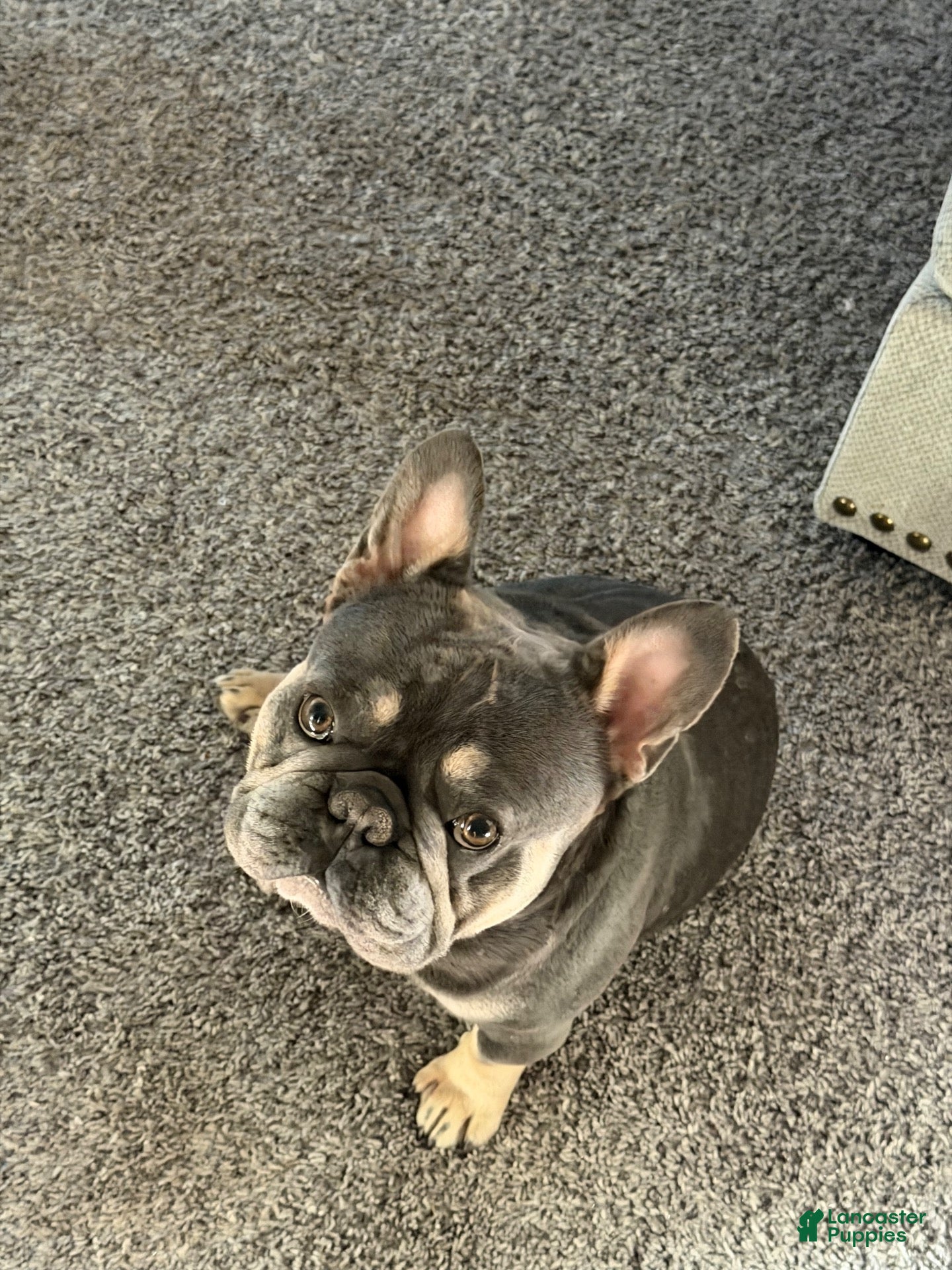 French Bulldog dogs Currency aka Smushy Stud Services  - Ad 1