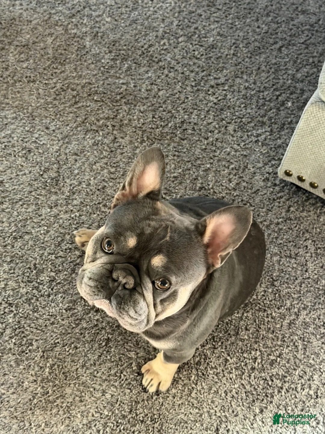 French Bulldog dogs for stud: Currency aka Smushy Stud Services  - Ad 1