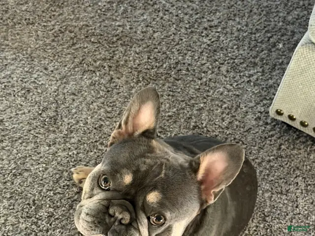 French Bulldog dogs for stud: Currency aka Smushy Stud Services - Ad 1
