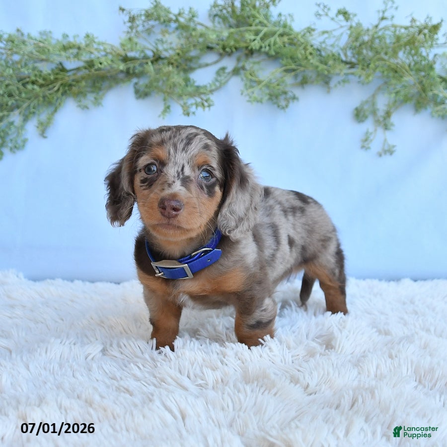 Miniature Dachshund dogs Rambo - Ad 2