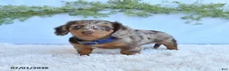 Miniature Dachshund dogs for sale: Rambo - Ad 2