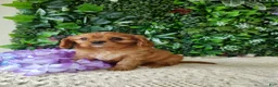 Cavalier King Charles Spaniel dogs for sale: Belle - Ad 8