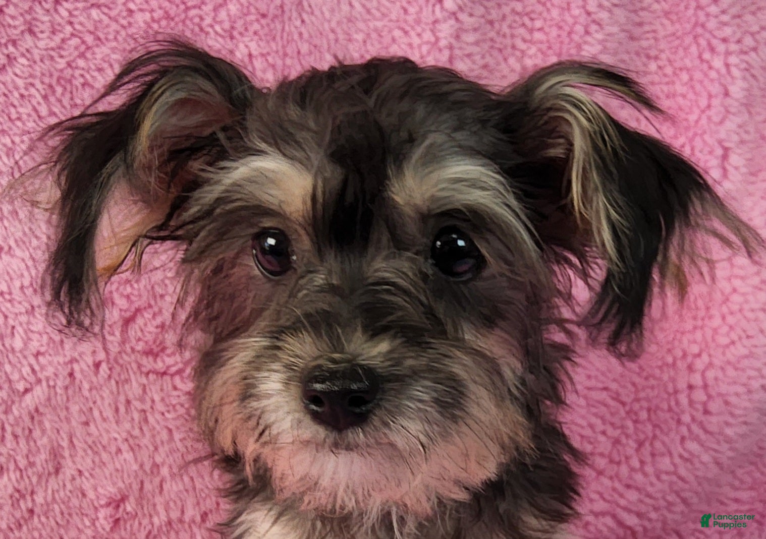 Yorkiepoo dogs Diamond Dream - Ad 1