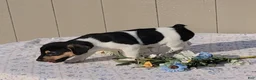 Jack Russell Terrier dogs for sale: Dander - Ad 4