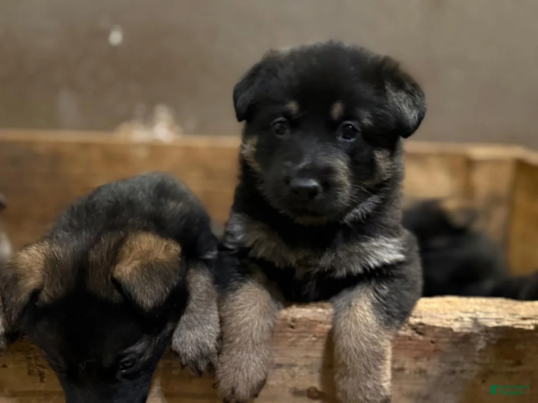 German Shepherd dogs for sale: German Shepherd Puppy 2 - Ad 3