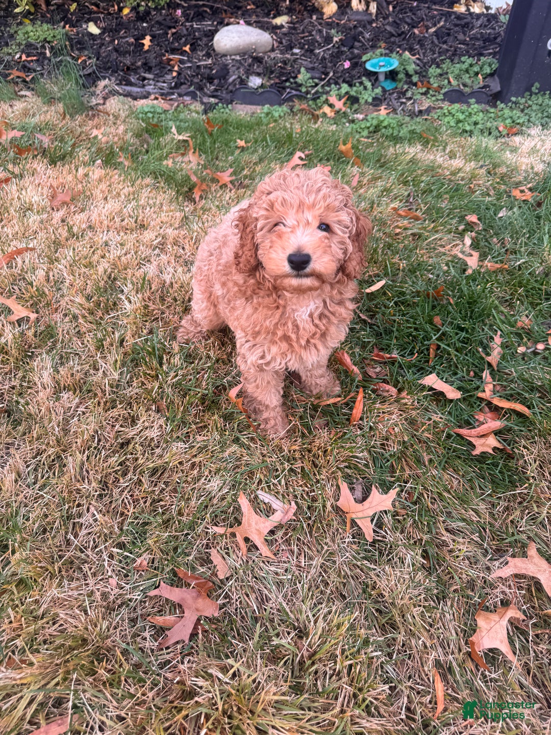 Toy Poodle dogs for sale: Ramses - Ad 7