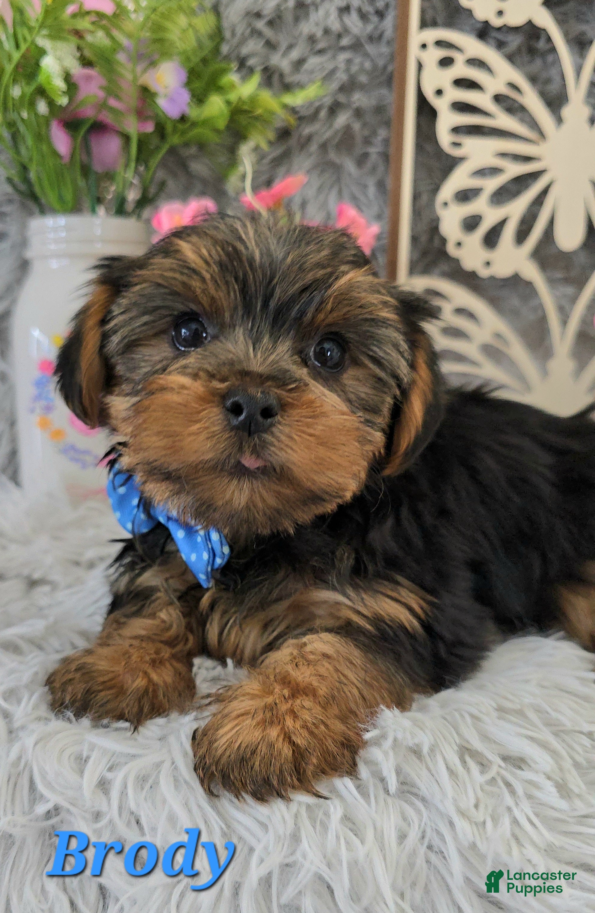 Yorkshire Terrier dogs Brody - Ad 12