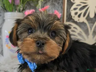 Yorkshire Terrier dogs Brody - Ad 12