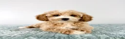 Cavapoo dogs for sale: Coconut - Ad 3