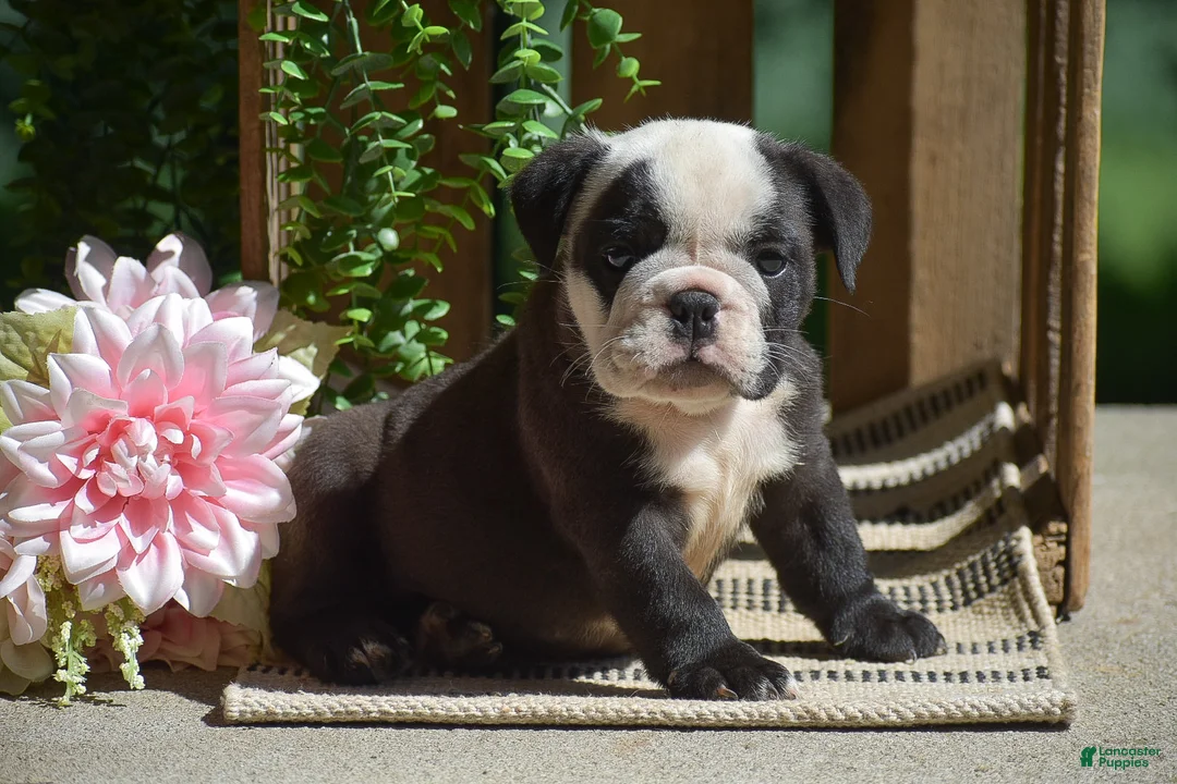 English Bulldog dogs for sale: Smokey - Ad 1