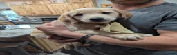 Golden Retriever dogs for sale: Maple - Ad 6
