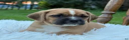 Puggle dogs for sale: Pixie - Ad 11