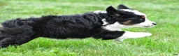 Miniature Australian Shepherd dogs for sale: Willow - Ad 7