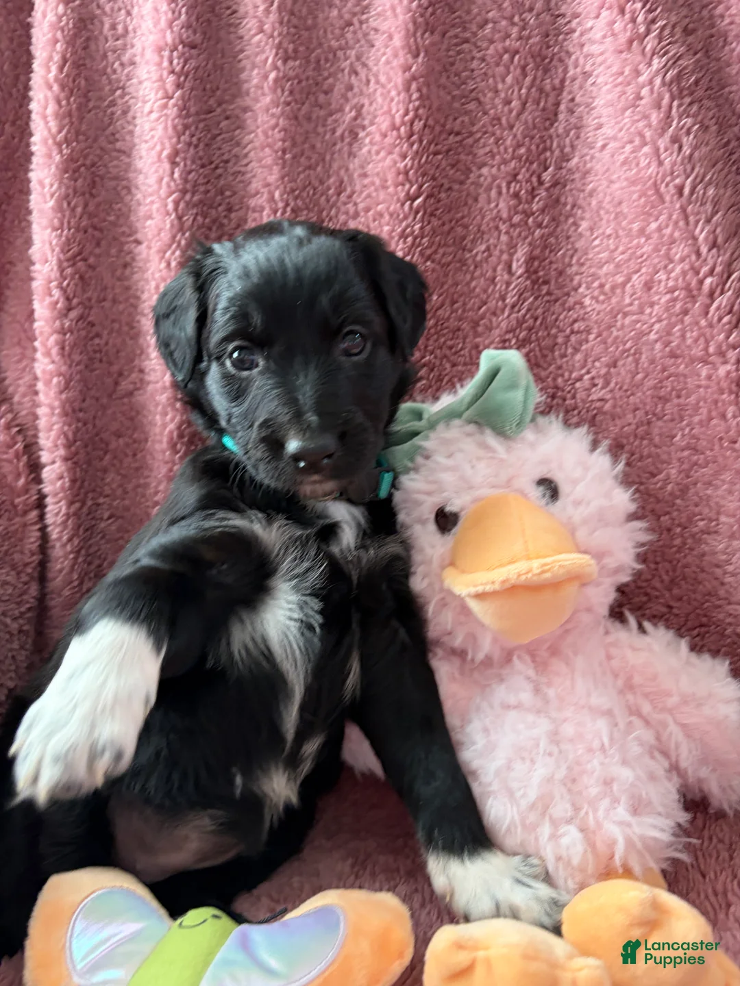 Aussiedoodle dogs for sale: Bella - Ad 1