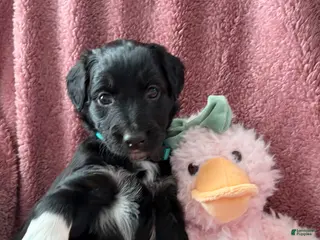 Aussiedoodle dogs Bella - Ad 2