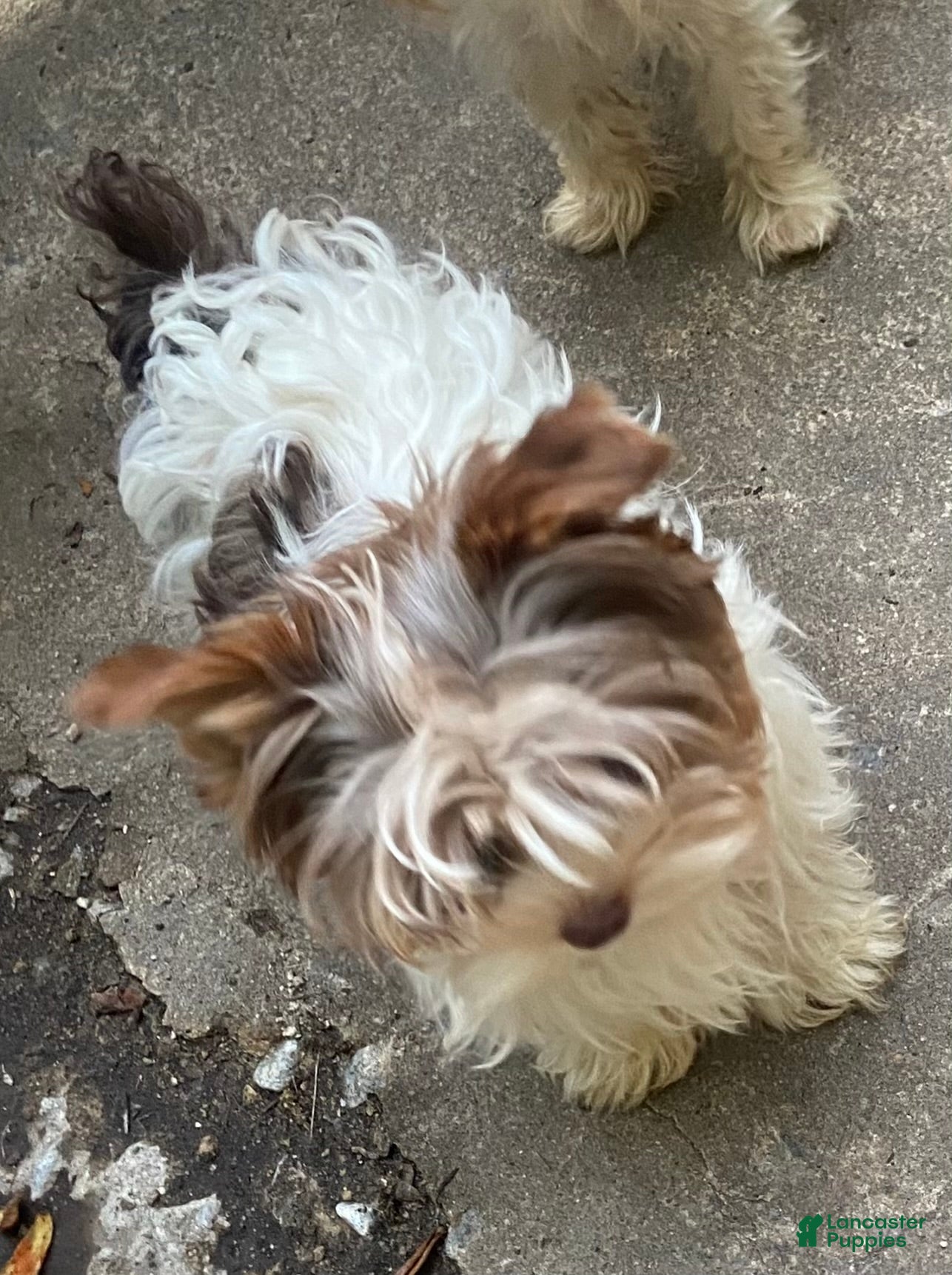Yorkshire Terrier dogs for sale: Yorkshire Terrier Puppy 4 - Ad 3