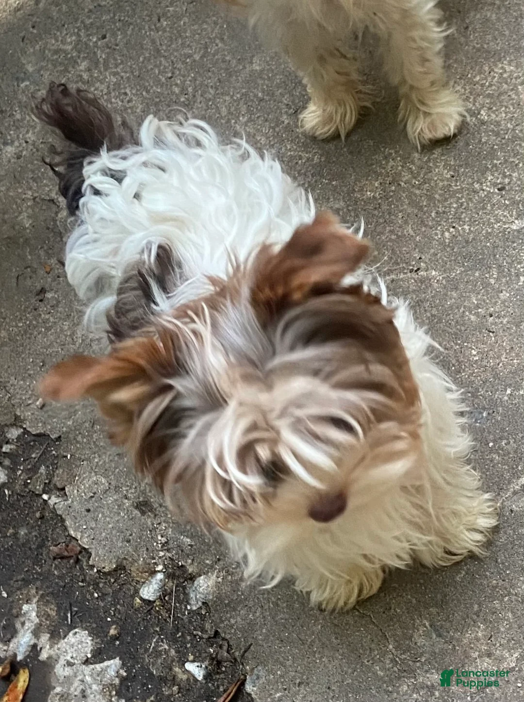 Yorkshire Terrier dogs for sale: Yorkshire Terrier Puppy 4 - Ad 1