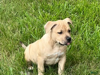 American Bully dogs - Ad 39