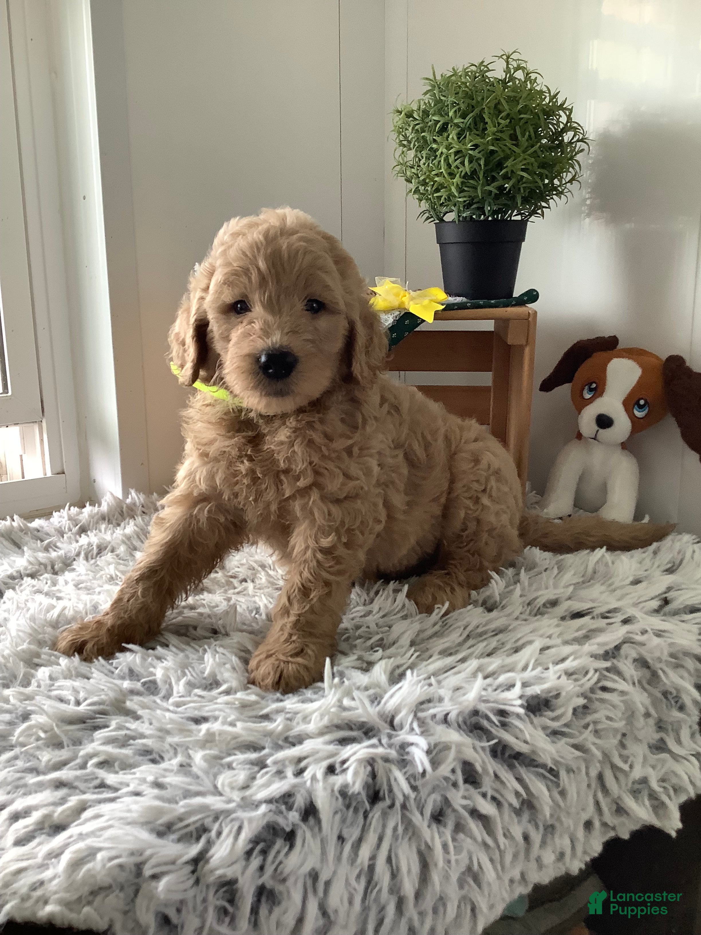 Goldendoodle dogs Goldendoodle 3 Ryan - F1b  - Ad 2