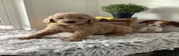 Goldendoodle dogs for sale: Goldendoodle 3 Ryan - F1b  - Ad 2