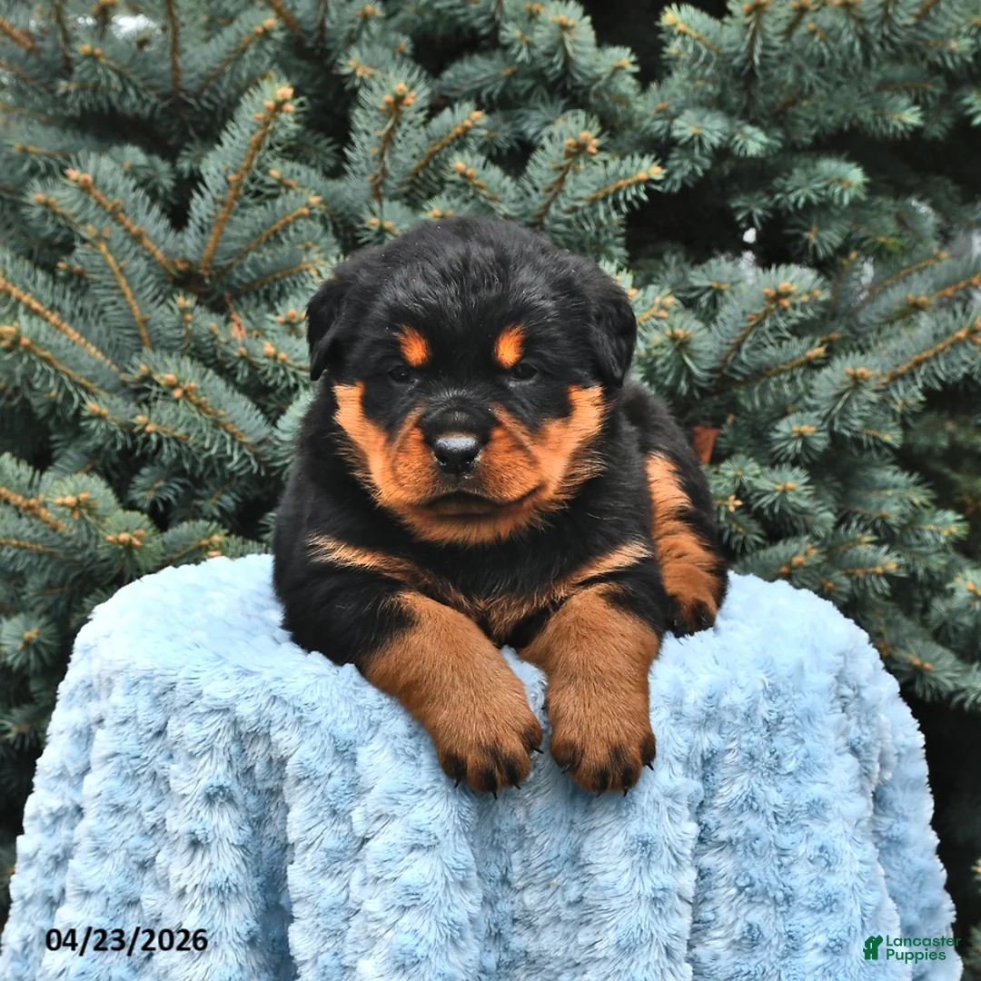 Rottweiler dogs for sale: Bear - Ad 2