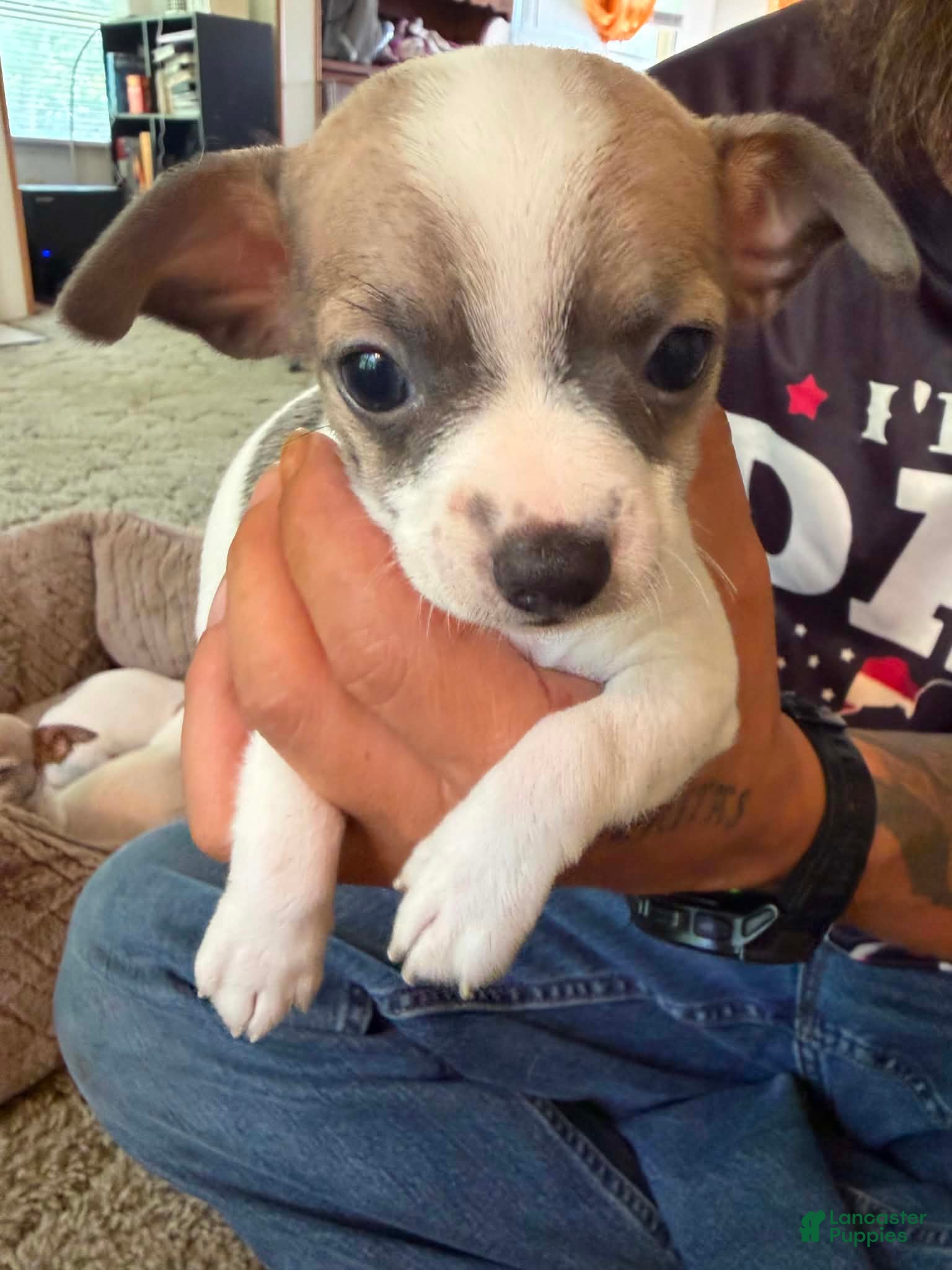 Chihuahua dogs for sale: Chihuahua 3 - Ad 2