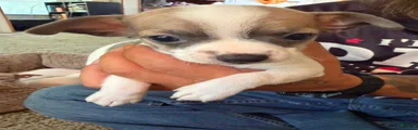 Chihuahua 3