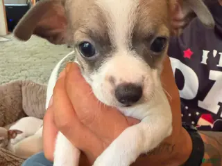 Chihuahua dogs Chihuahua 3 - Ad 38