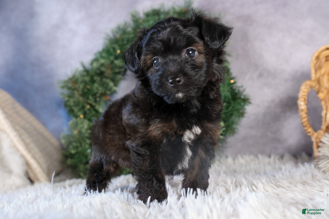 Mini Aussiedoodle dogs for sale: Snickers - Ad 16