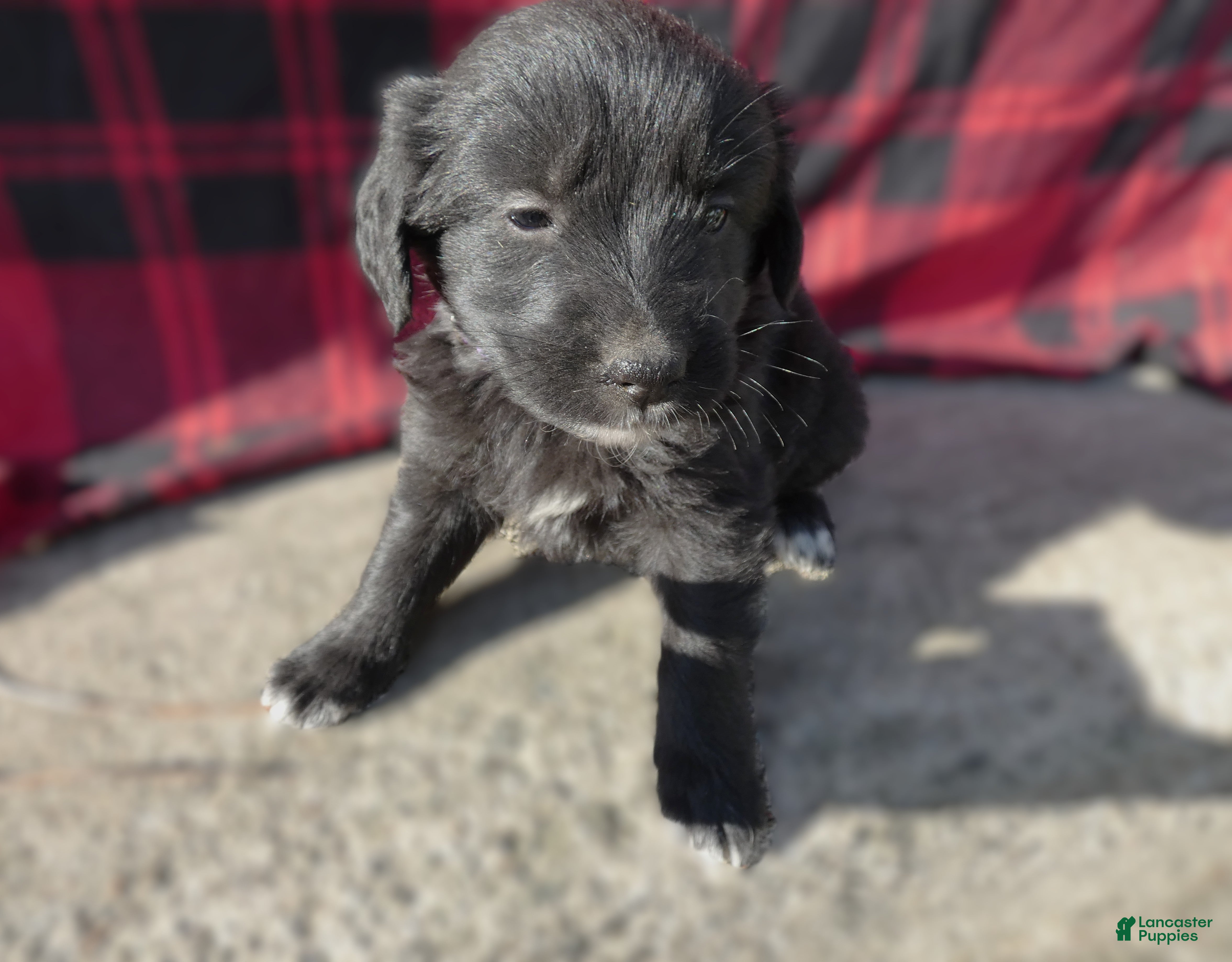 Great Pyrenees dogs Great Pyrenees Puppy 8 Beverly - Ad 10