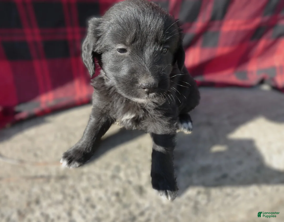 Great Pyrenees dogs for sale: Great Pyrenees Puppy 8 Beverly - Ad 1