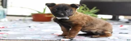 Belgian Malinois dogs for sale: Kaiden - Ad 3